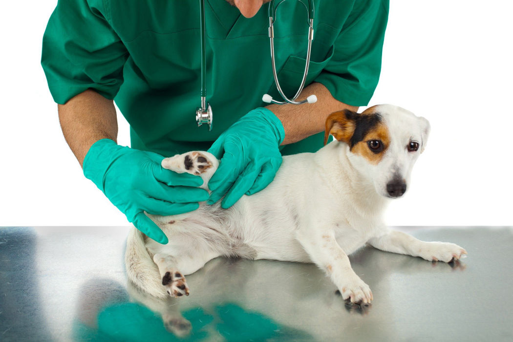 Veterinary checking dog